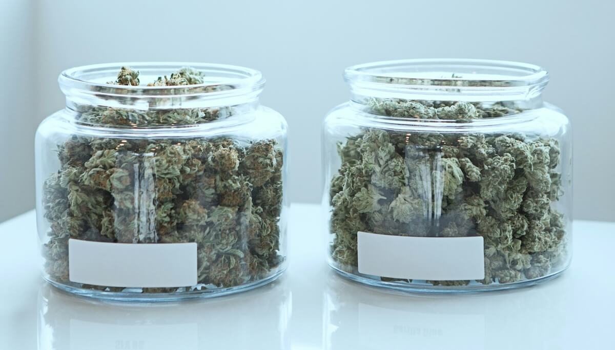 cannabis stored in glass jars