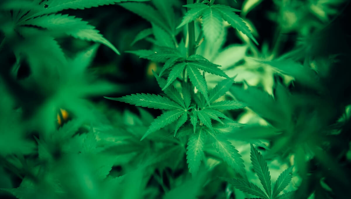cannabis plant with beautiful leaves