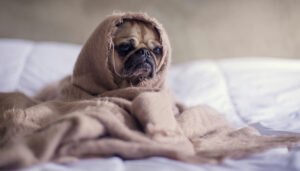 pug comfortable inside the blanket
